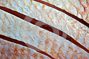 Red nile tilapia fish
