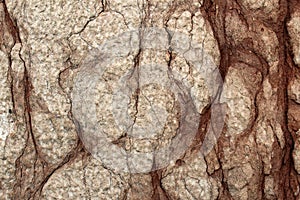 Red nodular limestone rough surface photo