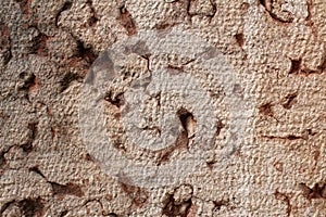Red nodular limestone rough surface photo