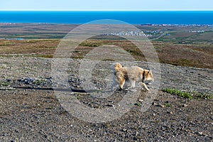 Red in Nome photo