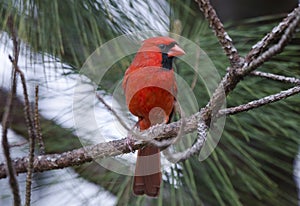 Red Northern Cardinal bird