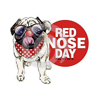 Red nose day poster. Vector hand drawn dog portrait. Pug or bulldog wearing glasses, clown nose and bandana. American