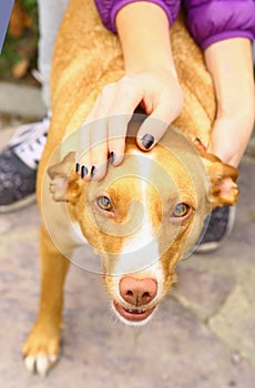 Red nose hunter dog close up portrait