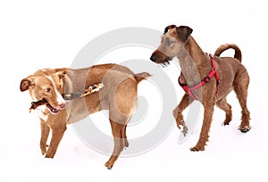 Red nose irish terrier dog gnaw chew stick