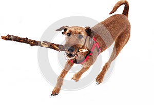 Red nose irish terrier dog gnaw chew stick