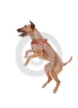 Red nose irish terrier dog gnaw chew stick