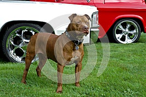 Red Nose Pit Bull Dog