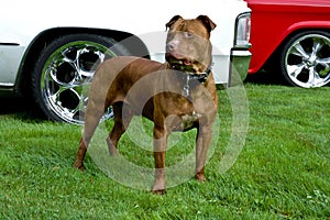 Red Nose Pit Bull Dog