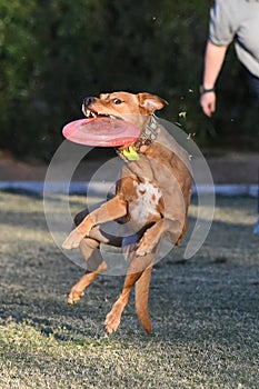 Red nose pitbull catching a disc