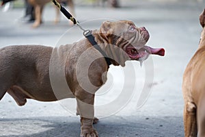 Red nose Pitbull dog with cropped ears head shot