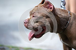 Red nose Pitbull dog with cropped ears head shot