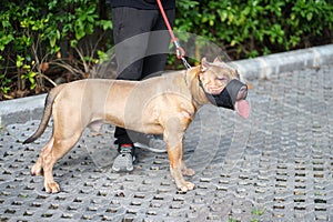 Red nose Pitbull dog with cropped ears standing with his owner