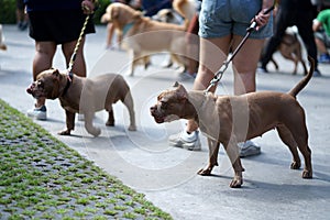 Red nose Pitbull dog with cropped ears standing with his owner