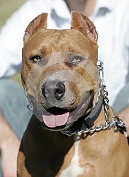 Red Nose Pitbull head shot