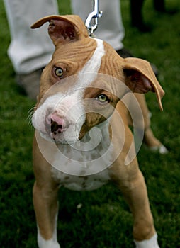 Red Nose Pitbull puppy