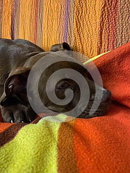 Red nose Pitbull puppy on the sofa is resting