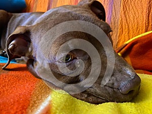 Red nose Pitbull puppy on the sofa is resting