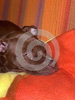 Red nose Pitbull puppy on the sofa is resting