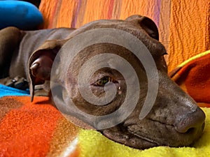 Red nose Pitbull puppy on the sofa is resting