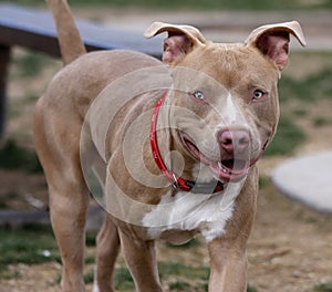 Red Nose Pitbull Smiling