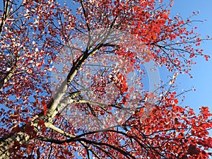 Red November Autumn Tree in Fall