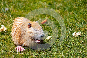 Red nutria gnaws food in the zoo on the lawn