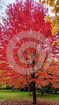 Red oak autumn leaves in Riverside park Guelph Ontario canada