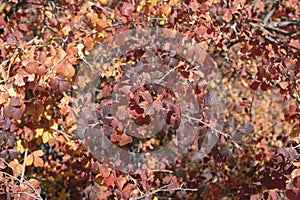 Red oak brush foliage autumn background