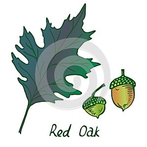 Red Oak Erythrobalanus Leaf and acorn, hand drawn doodle, sketch