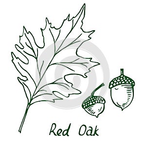 Red Oak Erythrobalanus Leaf and acorn, hand drawn doodle, sketch