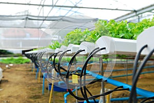 Red oak, green oak, cultivation hydroponics green vegetable photo