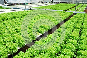 Red oak, green oak, cultivation hydroponics green vegetable