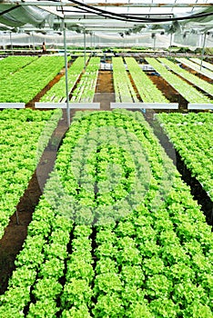 Red oak, green oak, cultivation hydroponics green vegetable