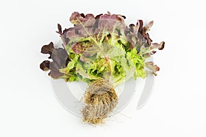 Red oak leaf lettuce isolated