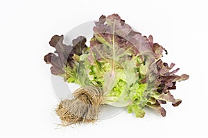 Red oak leaf lettuce isolated