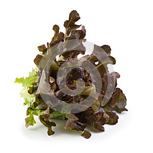 Red oak leaf lettuce isolated on a white background