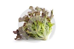 Red oak leaf lettuce isolated on a white background