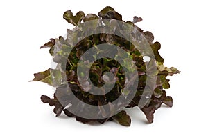 Red oak leaf lettuce isolated on a white background