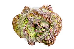 Red oak leaf lettuce isolated on white background