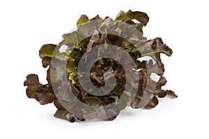 Red oak leaf lettuce isolated on a white background