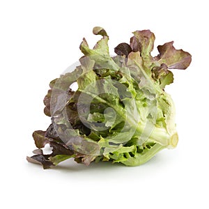 Red oak leaf lettuce isolated on a white background