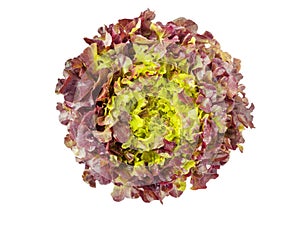 Red oak leaf lettuce salad head