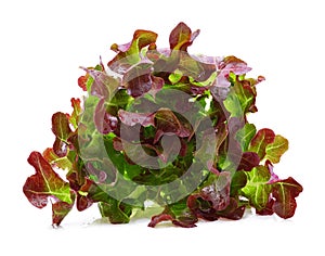 Red Oak Leaf lettuce with water drops isolated on white background
