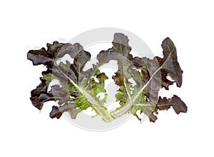 Red oak leaf lettuce on white background