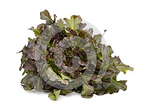 Red oak leaf lettuce on white background