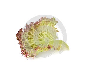 Red oak leaf lettuce on white background