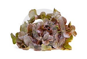 Red oak leaf lettuce on a white background