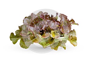 Red oak leaf lettuce on a white background