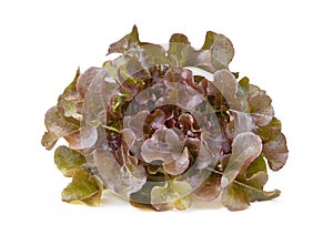 Red oak leaf lettuce on a white background