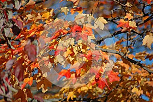 Red Oak Leaves in the Fall